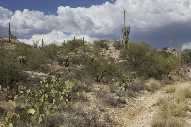 Arizona State Championship sign-up deadline today